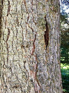 tree bark, tribe, wood, brown, nature, close, forestry work