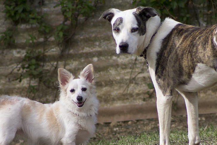 cães, Branco, feliz, cara, cão, animais domésticos, animais de estimação