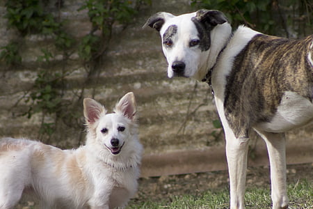 câini, alb, fericit, fata, câine, animale domestice, animale de companie