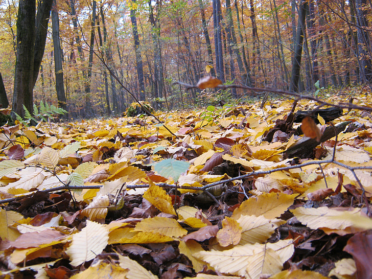 skogsmark, november, hösten, sent på hösten, lämnar, dyka upp, gul