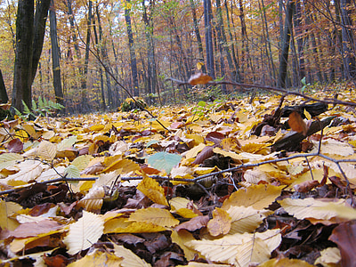 δασικό πάτωμα, Νοέμβριος, το φθινόπωρο, αργά το φθινόπωρο, φύλλα, αναδύονται, Κίτρινο
