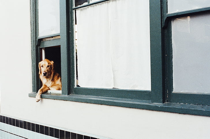 closeup, photo, dog, peaking, window, animal, golden retriever