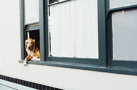closeup, Foto, câine, atingând, fereastra, animale, aur retriever