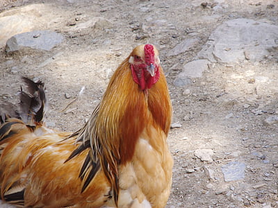 chicken, animal, zoo, petting zoo, germany, enclosure, feather