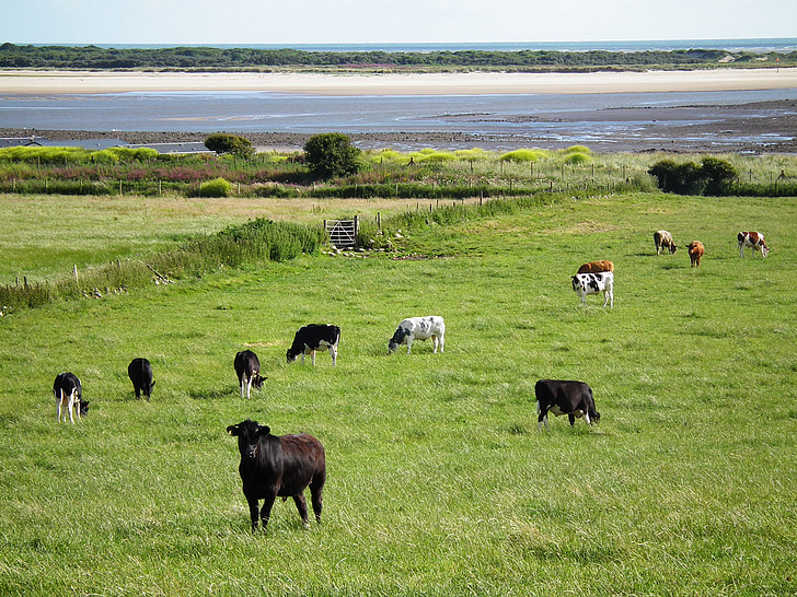 krávy, pole, Wales, zemědělství, Příroda, zemědělství, zvíře