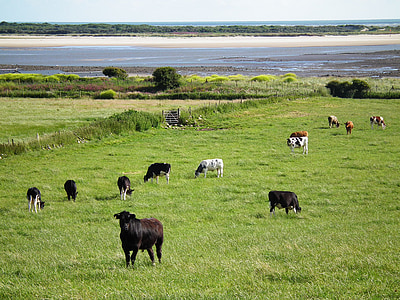 mucche, campo, Galles, agricoltura, natura, agricoltura, animale