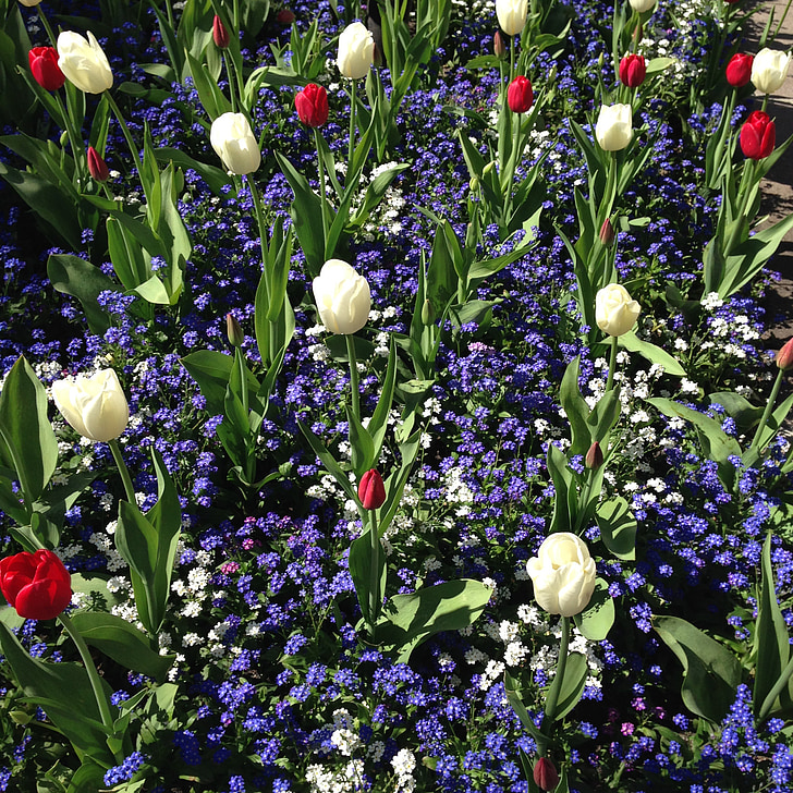 letné, kvety, tulipány, Záhrada, vzor, Príroda, kvet