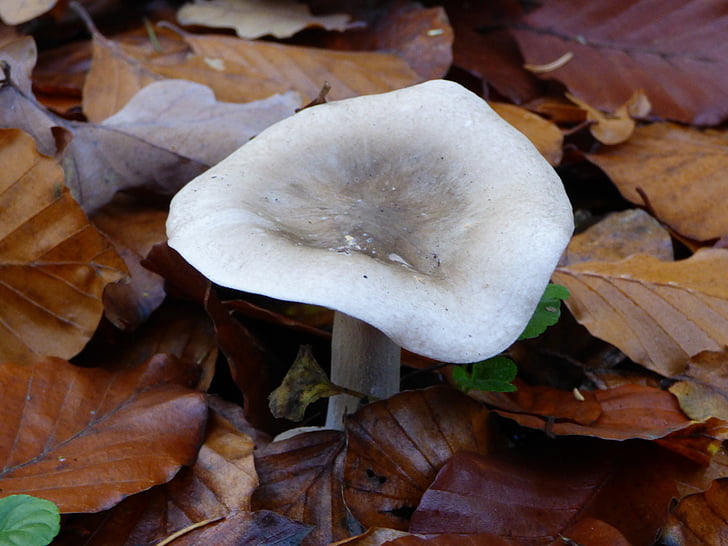 autumn, forest, mushroom, leaves