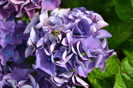 hydrangea, purple, green, autumn, flowers, garden, flower
