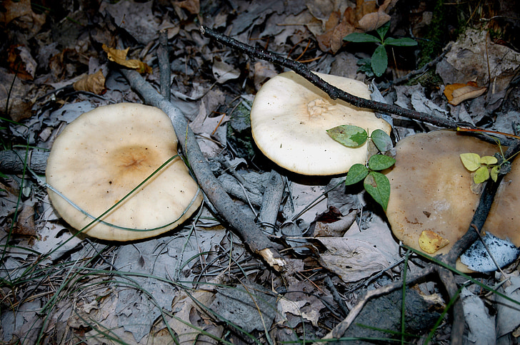 champignon, skovbunden, Minnesota, skov, natur, efterår, svamp