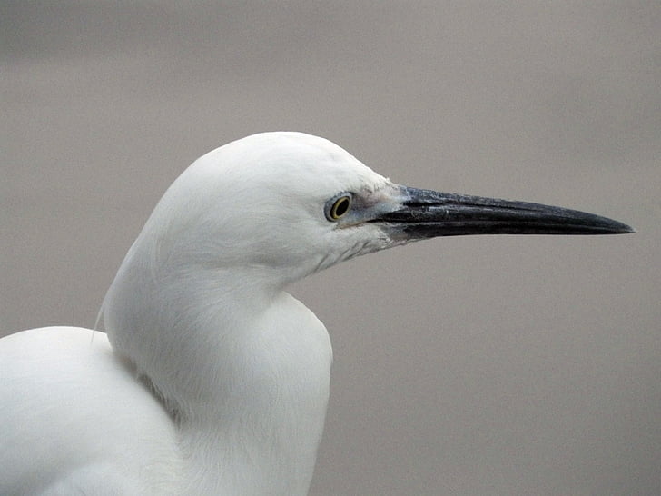 fehér 鷺, (Egretta garzetta), kis fehér 鷺, fehér 鷺 鷥, Bai ling 鷥, madár, Fly bird