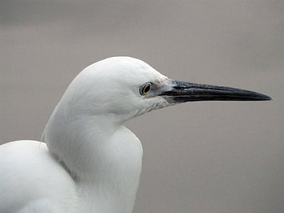 鷺 branco, Egretta garzetta, 鷺 branco pequeno, 鷺 branco 鷥, Bai ling 鷥, pássaro, pássaro de voar