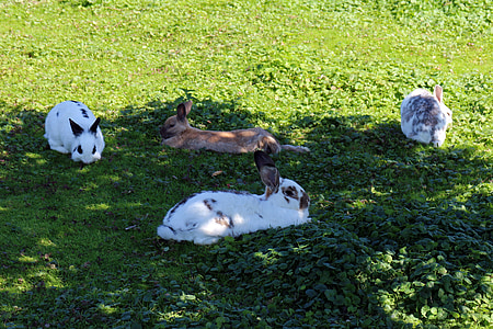 konijn, groep, weide, gras, bezorgdheid, rest, grazen