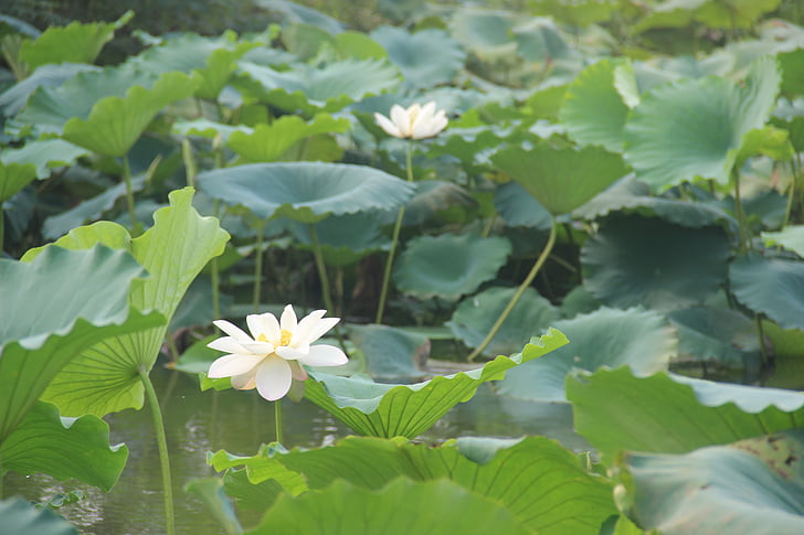 Lotus, landskap, morgon
