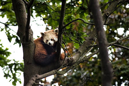 animal, naturaleza, panda rojo, árboles, oso de, flora y fauna, mamíferos
