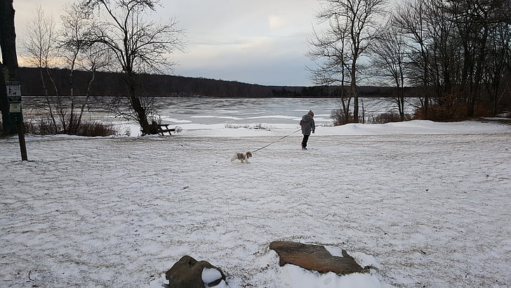 vinter, sjön, hund