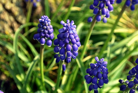 grape hyacinth, flowers, blue, bell, blossoms, blooms, blooming