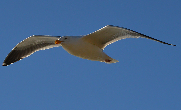 seagull, flying, gull, flight, nature, bird, wings