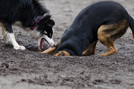 robnik škotski ovčarski pes, hibrid, igranje psi, divja psi, igriv, krasno