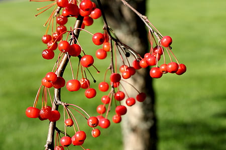 winter, fall, autumn, berries, red berries, season, seasonal