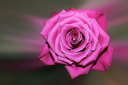 kukka, Blossom, Bloom, nousi, floribunda, vaaleanpunainen, Rose - kukka