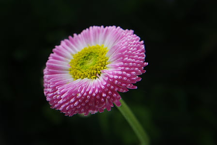 Daisy, fleur, plante, macro, jardin, photo, printemps