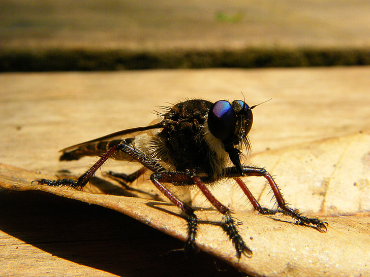 fly, insekt, dyr, macrophotography