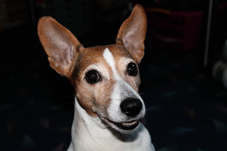 Джак Ръсел, териер, куче, животински портрет, забелязан, домашен любимец, бяло кафяв
