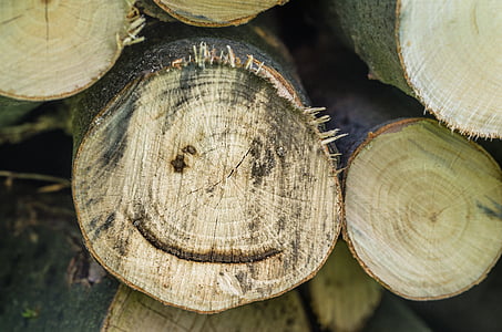 drevo, Denník, smiech, smiešny, tvár, smiley, holzstapel
