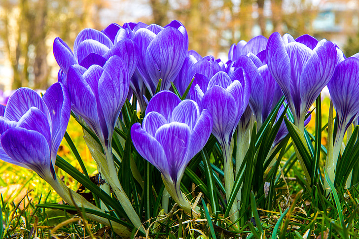 krokas, žiedų, žydėti, gėlė, pavasarį, violetinė, Pavasario gėlė