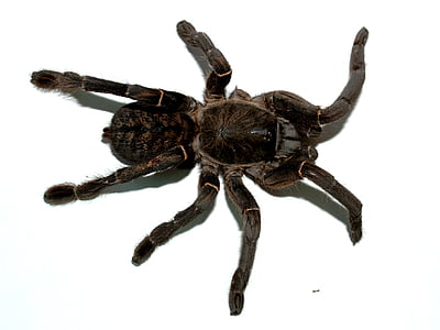 Aranha, Tarântula, artrópode, fotografia, peludo, mexicano redknee tarantula, marrom
