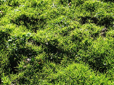 herba, Prat, Prat alpí, sucosa verd, verd, sucoses, herba verda