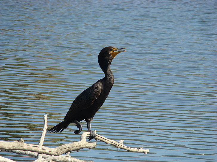 Dvivietis Kuoduotasis kormoranas, paukštis, Laukiniai gyvūnai, sėdi, vandens, Gamta, laukinių