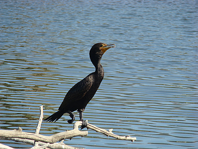 double crested cormorant, bird, wildlife, perched, water, nature, wild