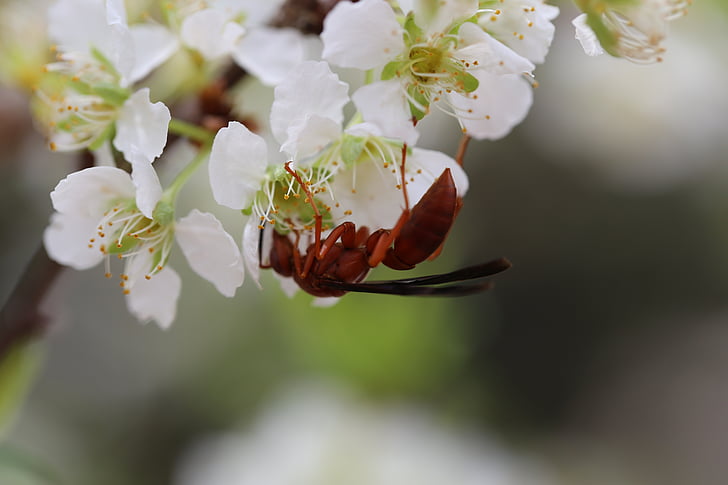 śliwkowe kwiaty, owad, wiosna, ANT