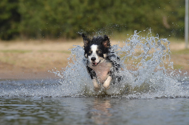 ขอบ collie, กระโดด, น้ำ, อังกฤษ sheepdog, ฤดูร้อน, สุนัข, สัตว์เลี้ยง