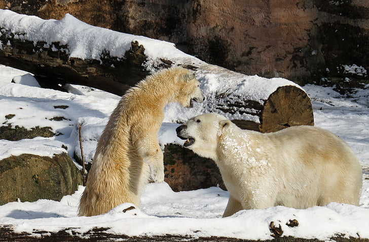 Polarni medvjed, Tiergarten, Nürnberg, mlade životinje, Grabežljivac, opasno, Zima
