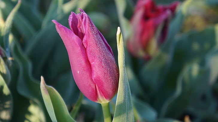 természet, növény, virág, tulipán, rózsaszín, színes