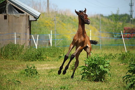 horse, foal, suckling, brown mold, thoroughbred arabian, pasture, gallop