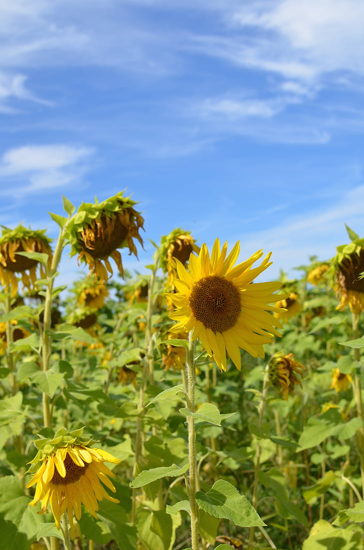 sunflowers, field, sky, nature, sunflower, flower, summer