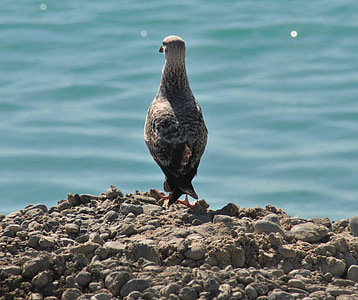 gull at sea, seagull, coast