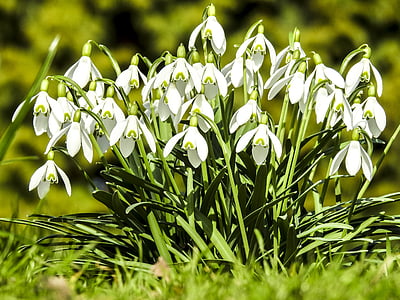 snowdrop, flower, blossom, bloom, nature, plant, green Color