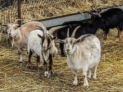 козы, ферма, животное, Сельское хозяйство, внутренние, Животноводство, сельских районах
