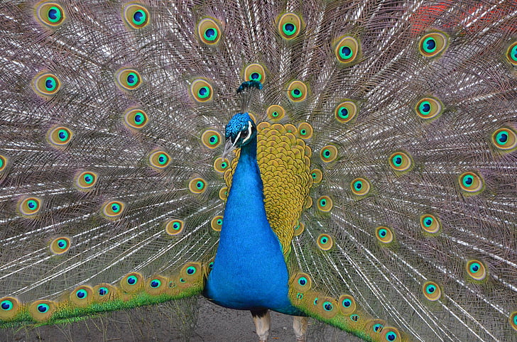 animal, peacock, bird, feather, blue, peacock feathers, wildlife photography
