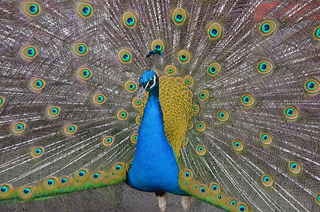 gyvūnų, Povas, paukštis, Plunksna, mėlyna, Povo plunksnos, laukinės gamtos fotografijos