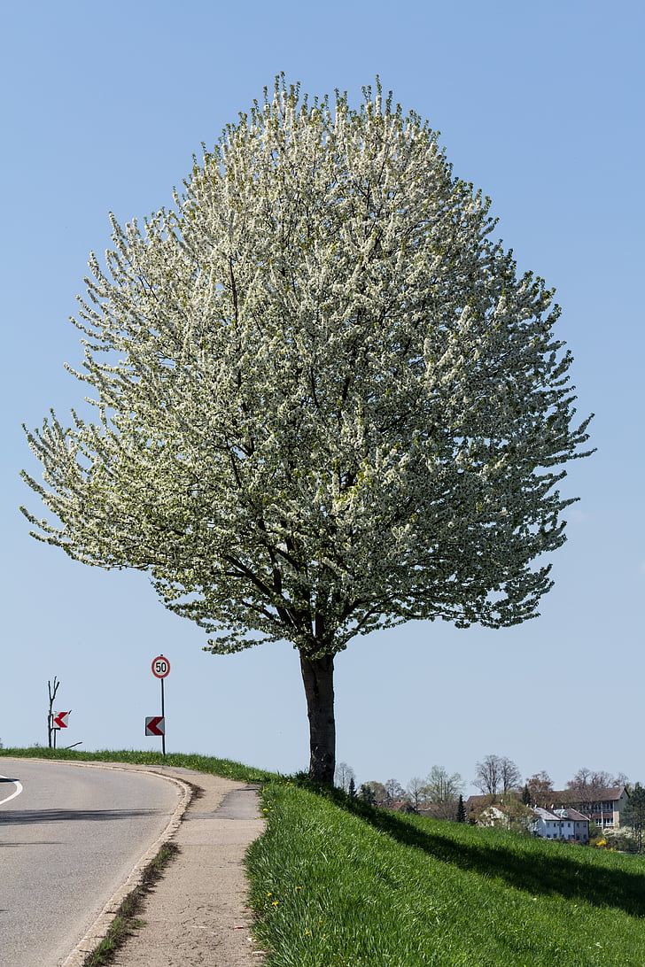 puu, õis, Bloom, Road, heitlehised puud