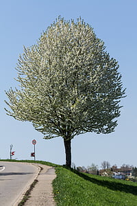 arbre, Blossom, Bloom, route, arbre à feuilles caduques