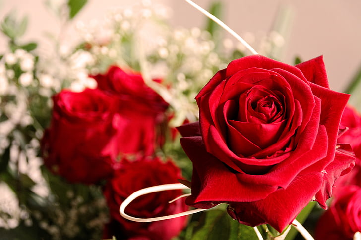 λουλούδι, άνθος, άνθιση, τριαντάφυλλο, φύση, φυτό, ημέρα της μητέρας