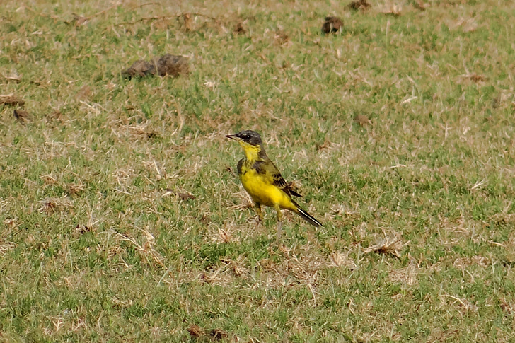 Sarı kuyruksallayan, Motacilla flava, kuş, Fauna, Aves, tattihallia, Hindistan