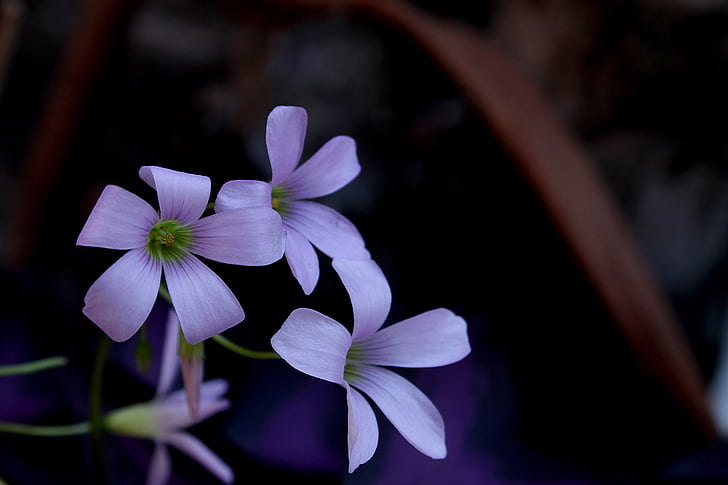 violeta, flor, jardí, flor lila, natura, flors de primavera, primavera